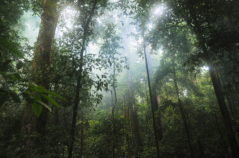 Illustration for article titled Esta mujer se adentró en la selva del Amazonas con 41 personas para encontrar a su marido. Solo regresó ella